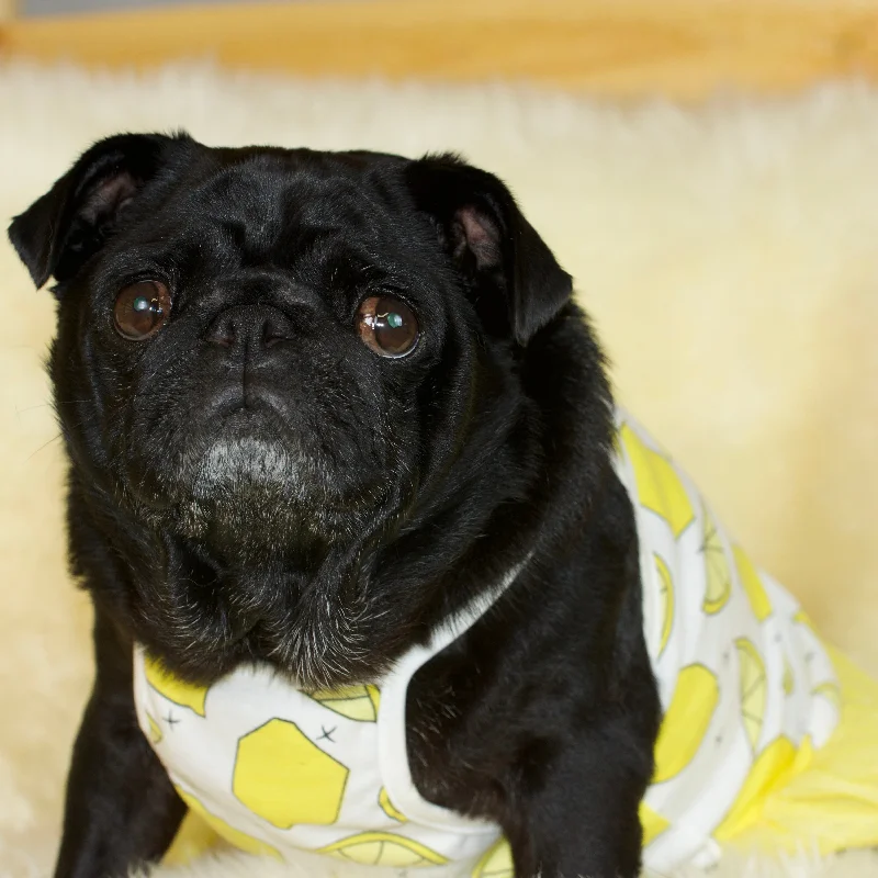 Lemon Fruit Pug Dress