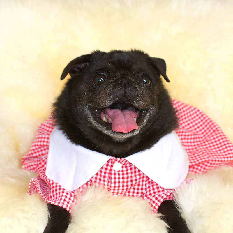 Prairie Pug Dress